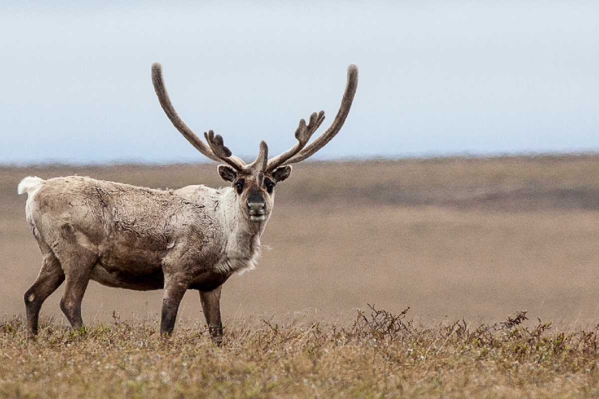 Despite Shutdown, Trump Administration Continues Push To Open Western Arctic