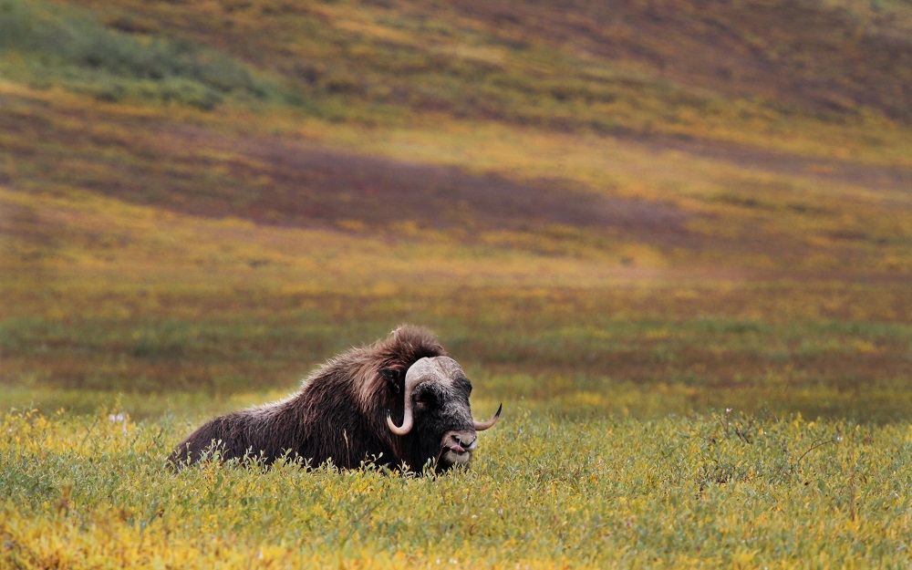 Trump’s Budget Sells Out Alaska To Big Business