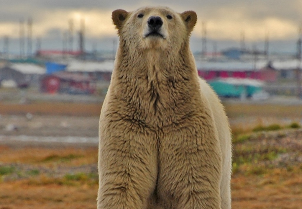 The Home Of The White Bear