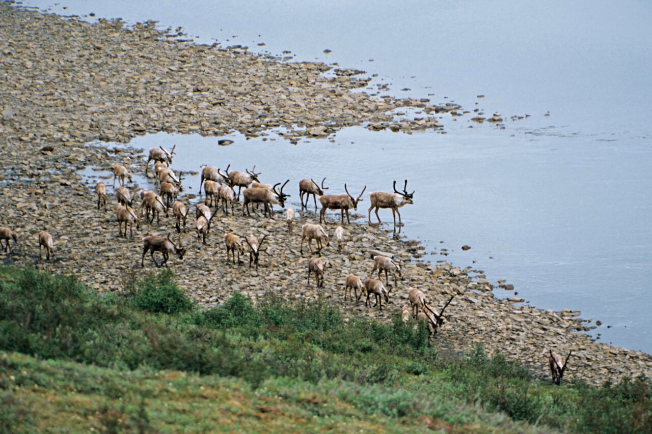 Press Release: Arctic Drilling Proposal Tests Biden’s Climate Commitment