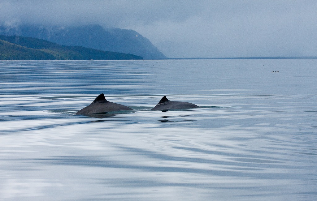 Close Encounter In The Tongass National Forest