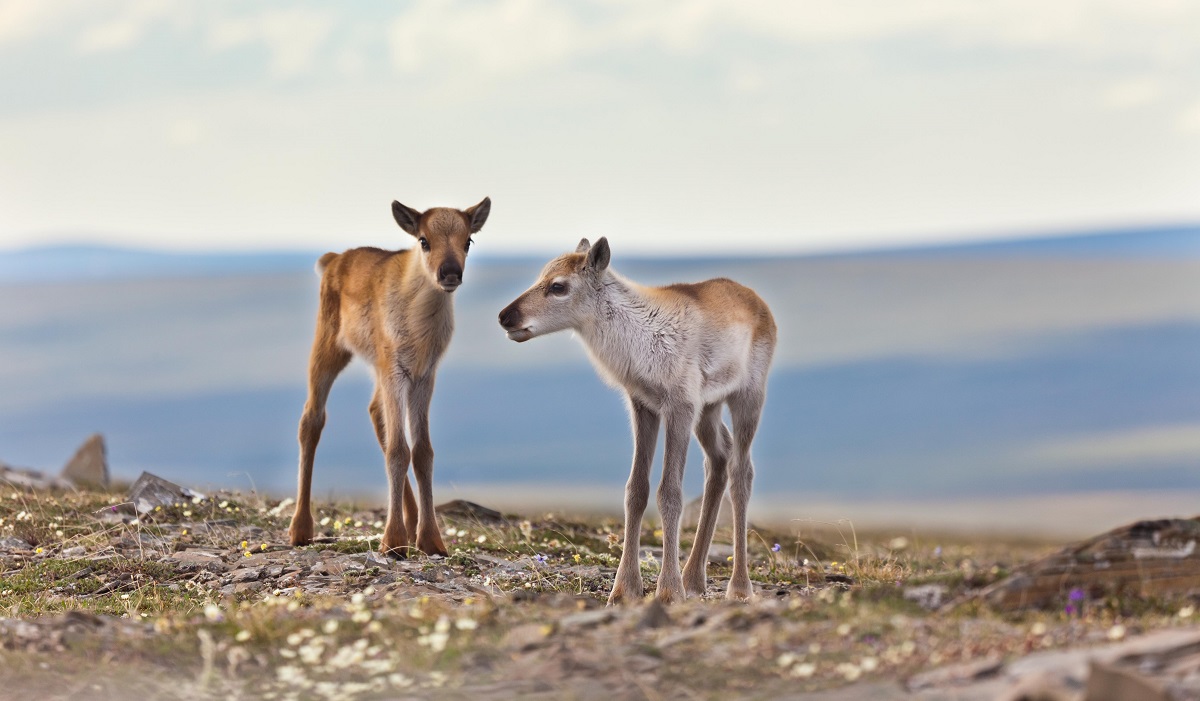 Western Arctic land use plan sacrifices wildlife protections