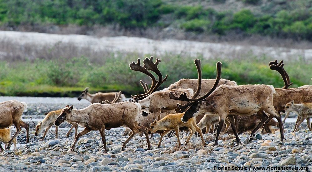 The Fight To Protect The Arctic Refuge Has Just Begun