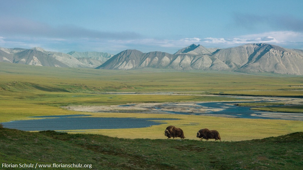 The Arctic Refuge Lease Sale Limitation, Explained