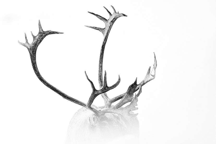 Finding Light In The Darkness Of Arctic Winter