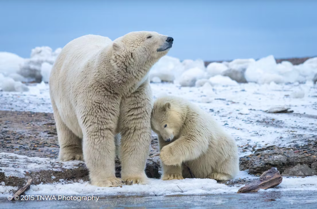 What the heck Is Budget Reconciliation—And Why Does It Always Come for the Arctic? 