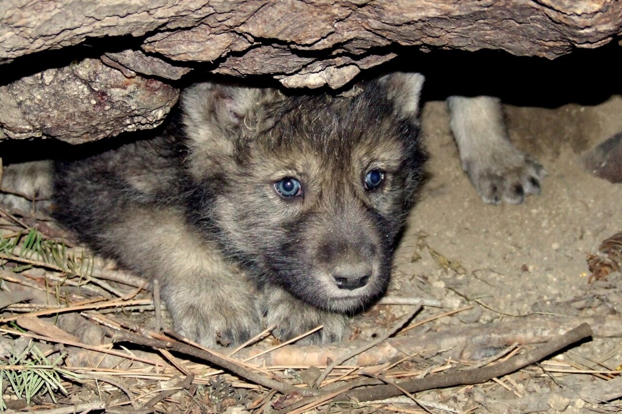 Bad news for Alaska's bears and wolves