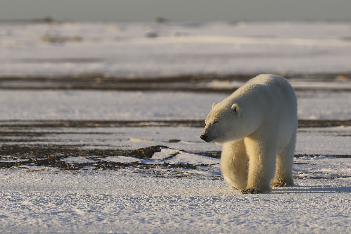 Repealing Arctic Refuge oil program makes fiscal sense