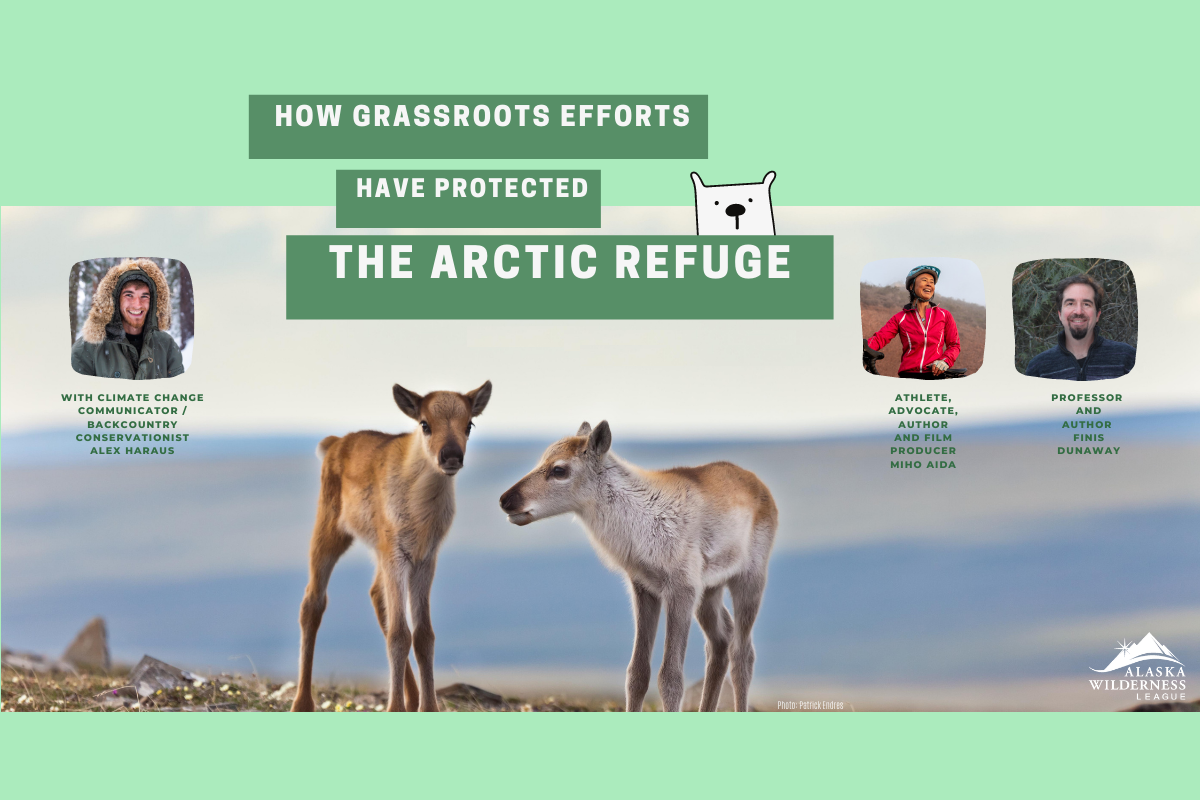 How grassroots advocacy has protected the Arctic Refuge
