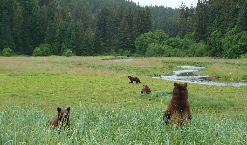 American Salmon Forest Sessions