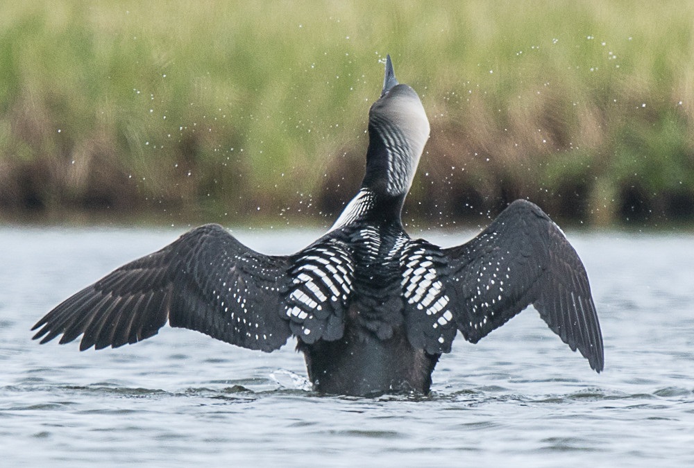 A Long Migration, Human Consciousness, And The Future Of The Arctic Refuge