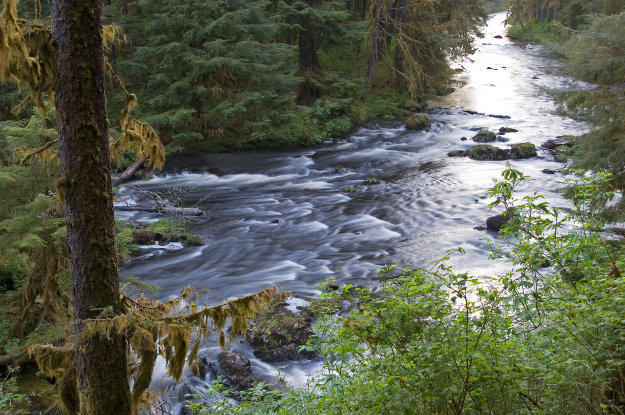 Forest Service Announces Inventory of Mature, Old-Growth Trees and Forests