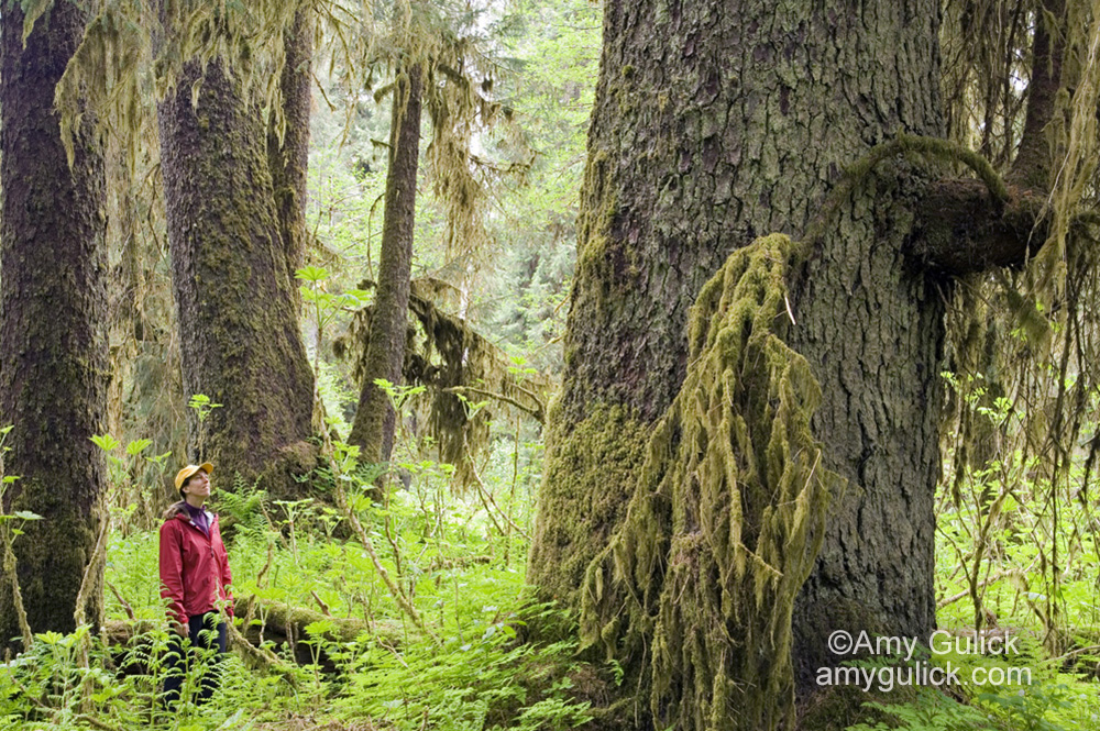 Major Roadless Rule victory for the Tongass!