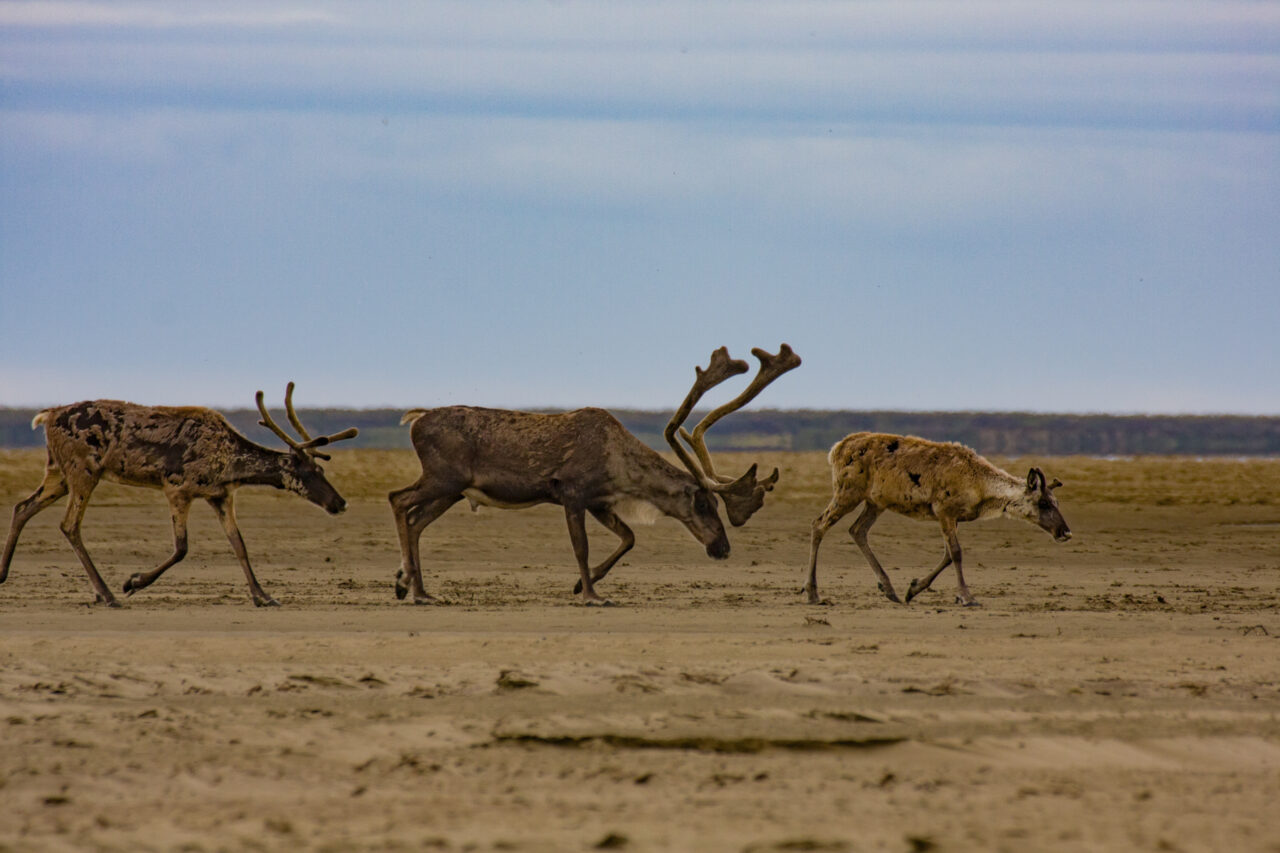Alaska Wilderness League Statement on Interior’s Reckless Giveaway of Alaska to Big Oil  