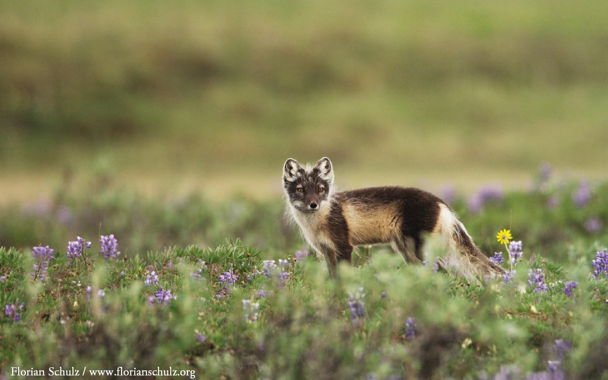 Sprinting to court to stop the Arctic Refuge sell-off