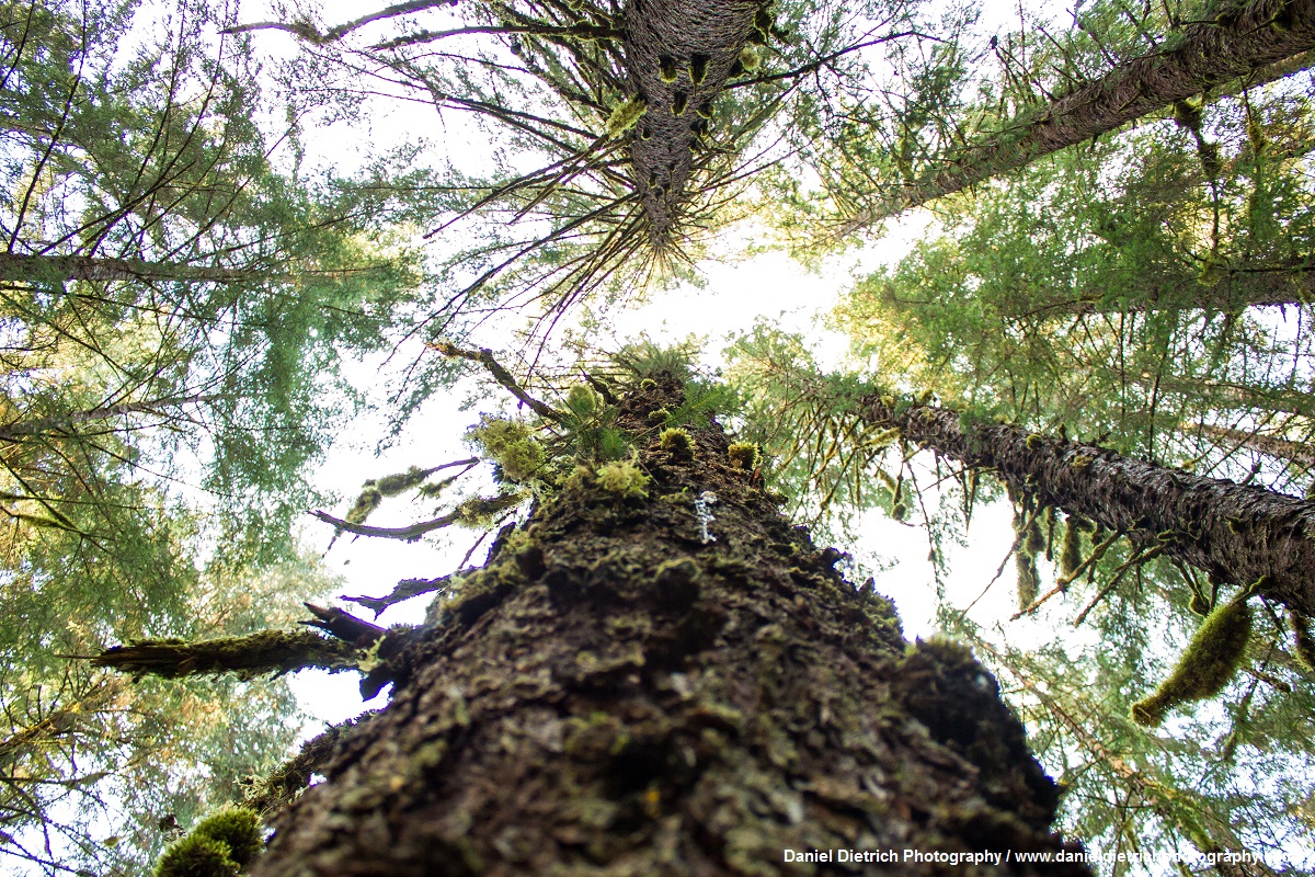 Keep Roadless Rule Protections In The Tongass