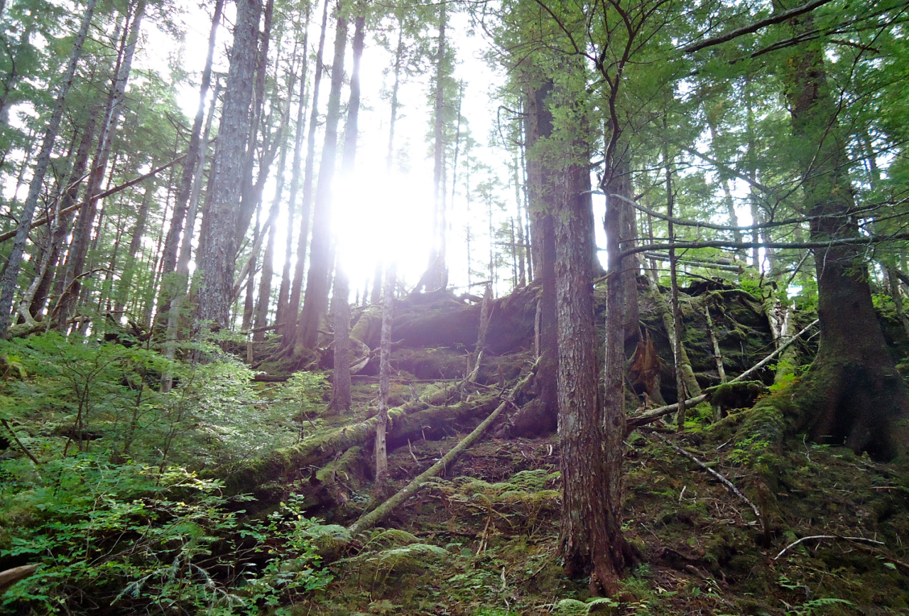 Huge legal victory for America's rainforest!