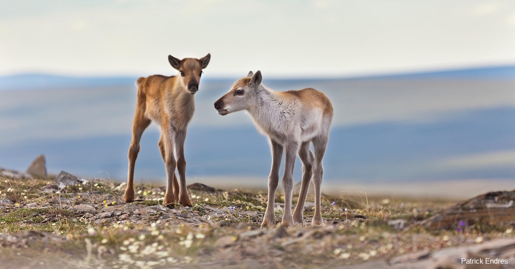 The Western Arctic Needs Protection