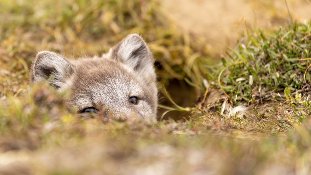 A Timeline of a Shifting Political Landscape in the National Petroleum Reserve - Alaska