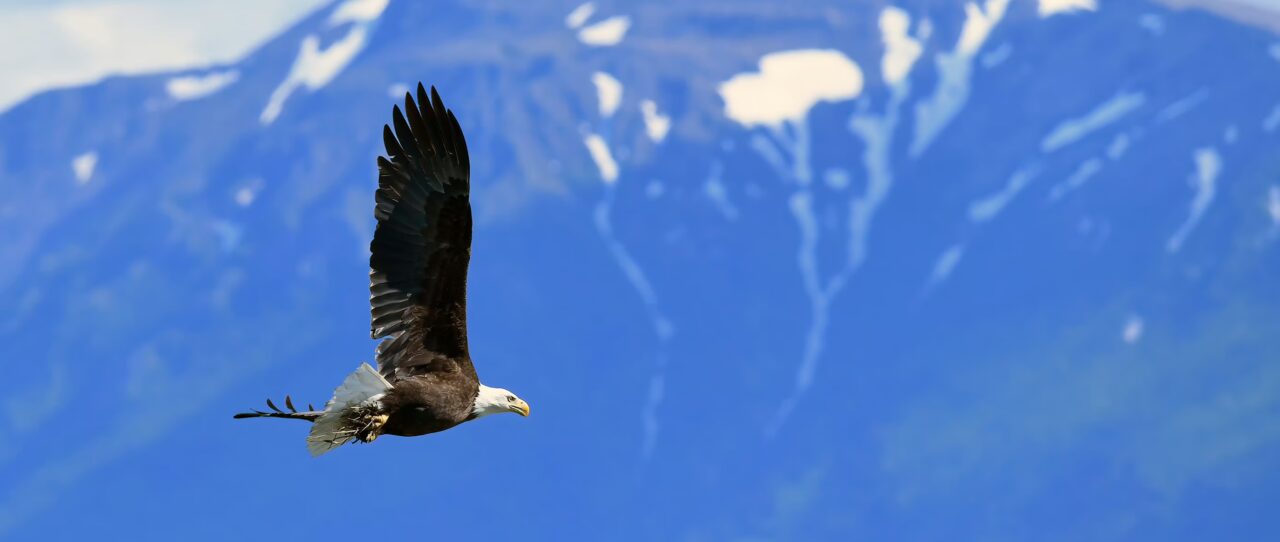 Bald Eagle