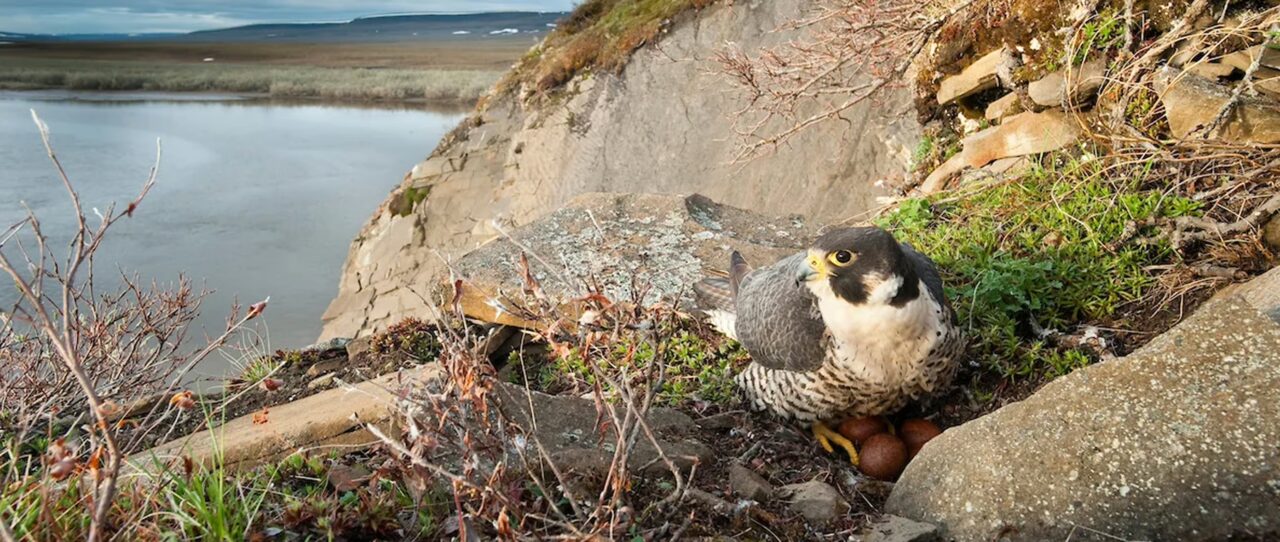 Colville River Wildlife