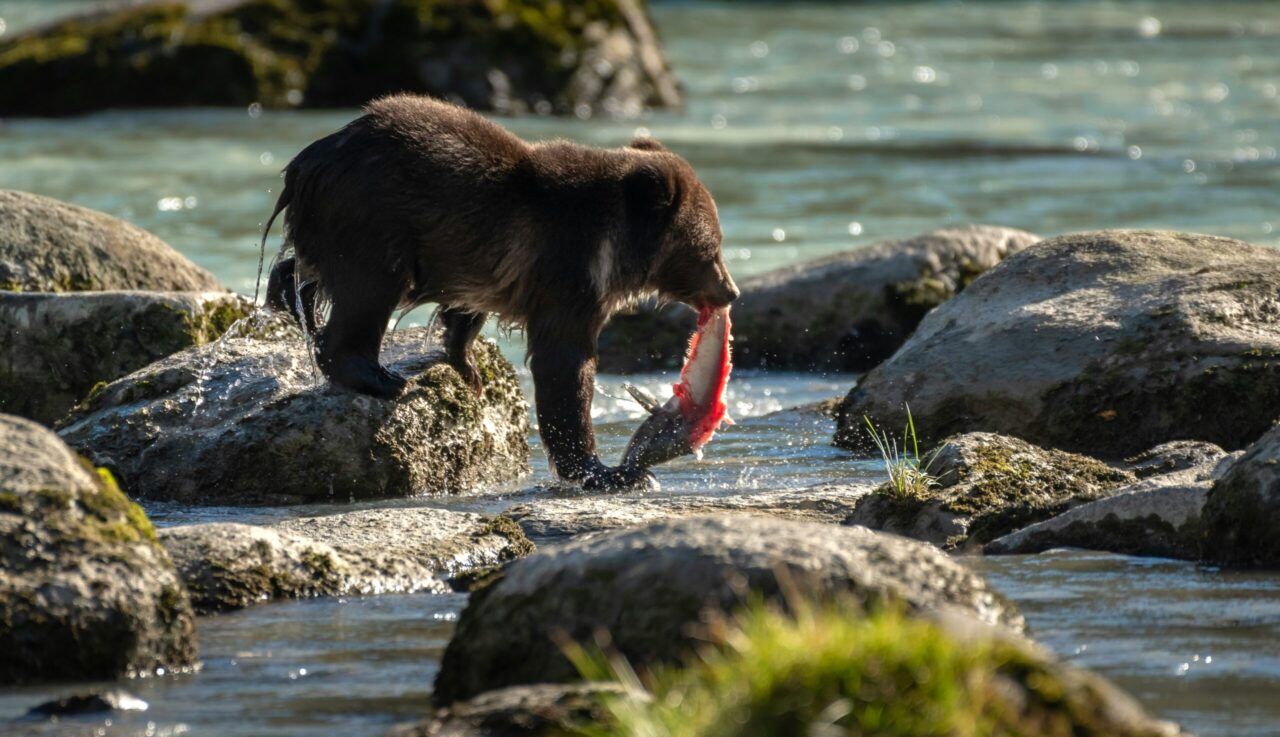 Proposed Land Exchange in Izembek Refuge Sparks Conservation Concerns
