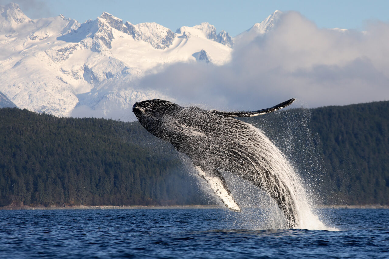 Alaska’s Critical Role in Protecting Global Biological Diversity