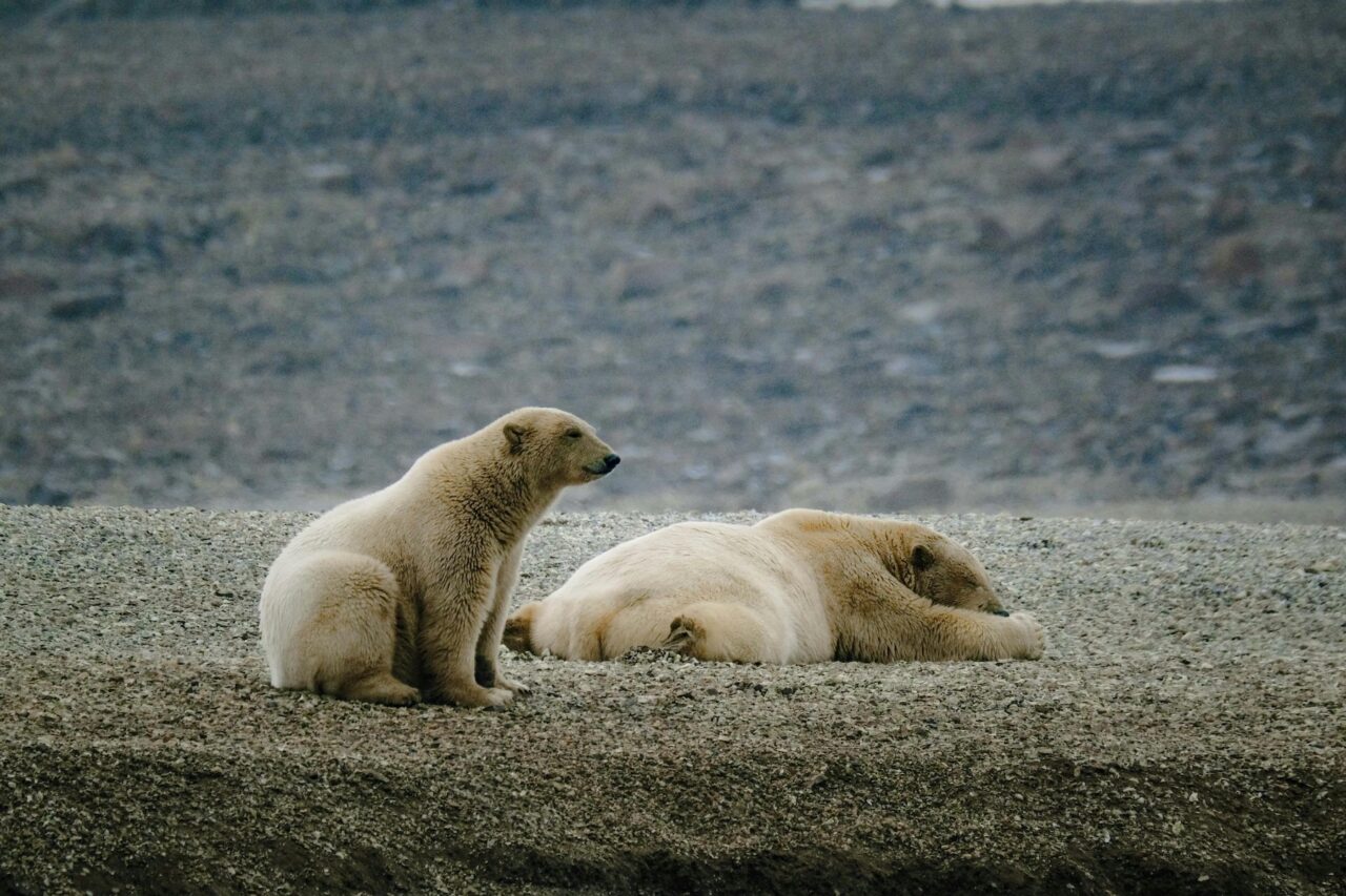 Senate Budget Targets Alaska’s Public Lands for Privatization