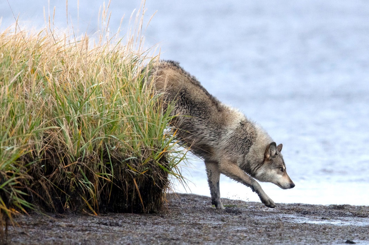 Izembek is a wildlife spectacle, even by Alaskan standards