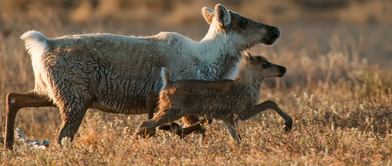Utukok River Uplands Wildlife