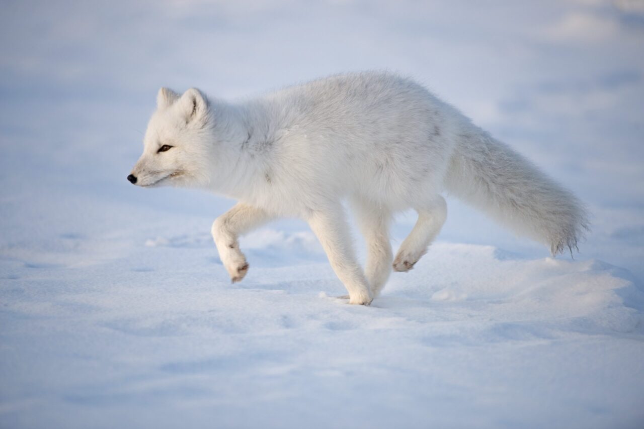 How Amazing Arctic Animals Survive An Alaskan Winter