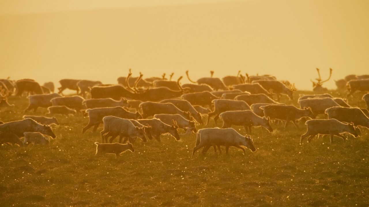 AWL Position on the Proposed KIC Winter Access Road