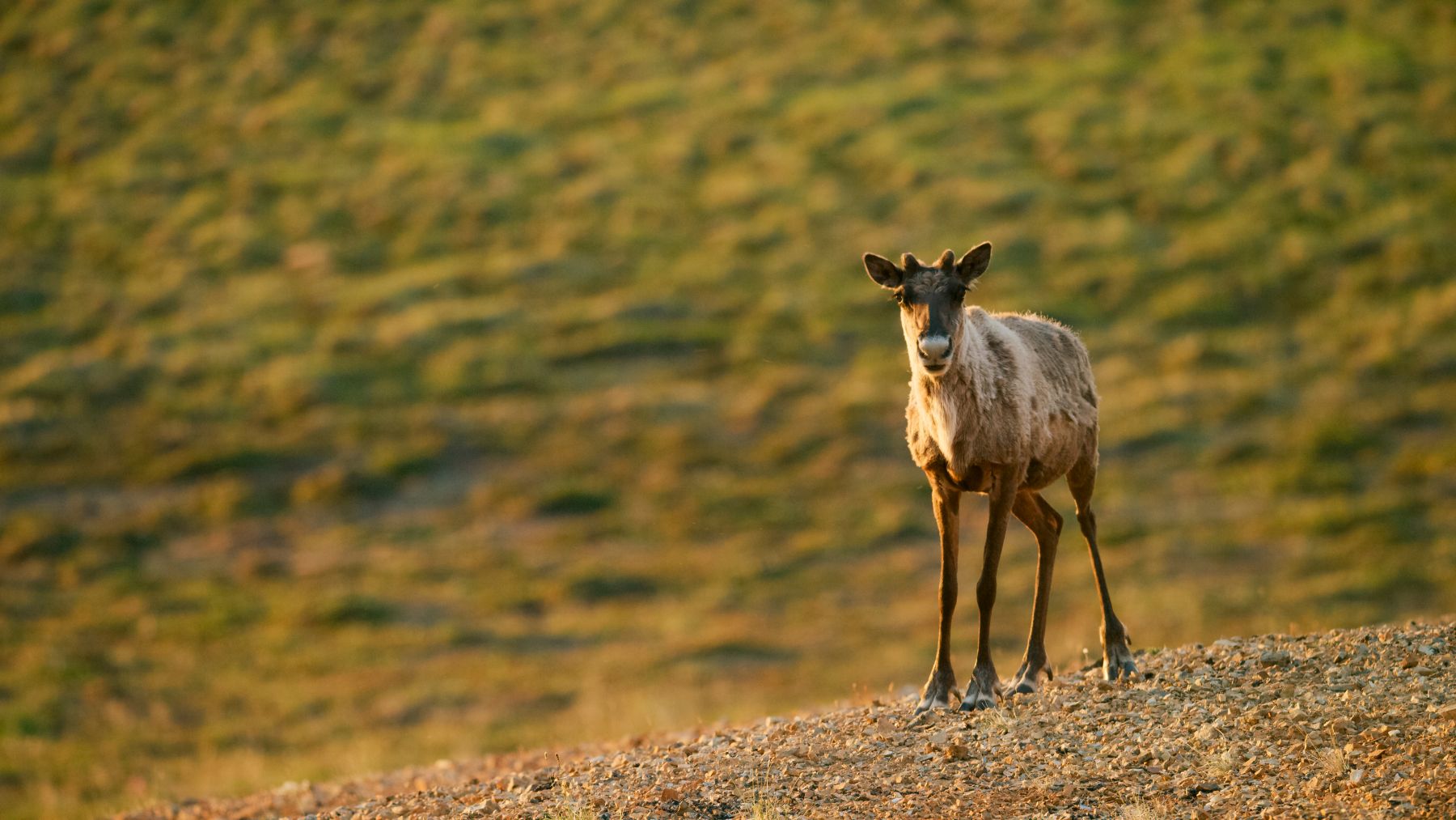 AWL Warns: “Smart Companies Won’t Bid on a Losing Bet” | Alaska Wilderness League