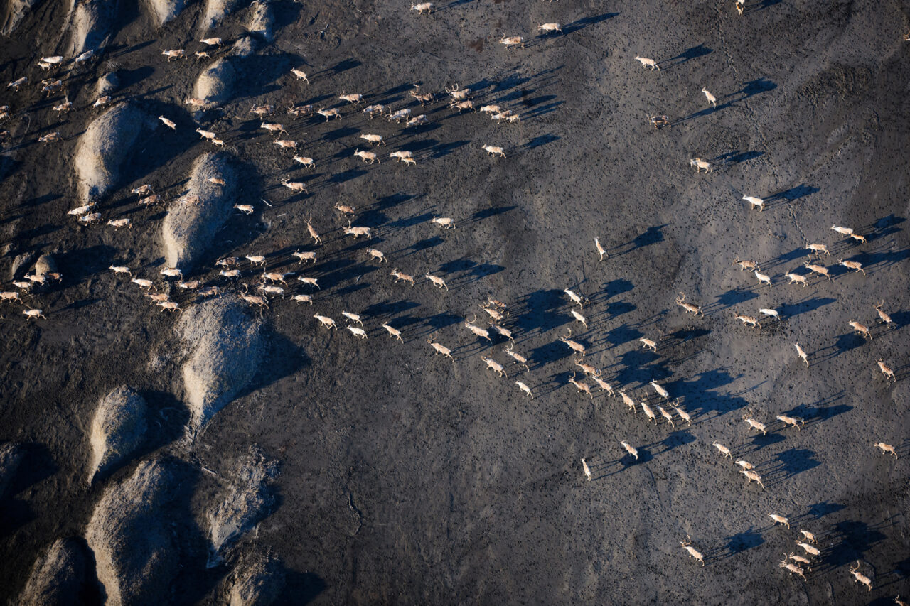 Trump Administration Moves Forward with Arctic Refuge Lease Sale