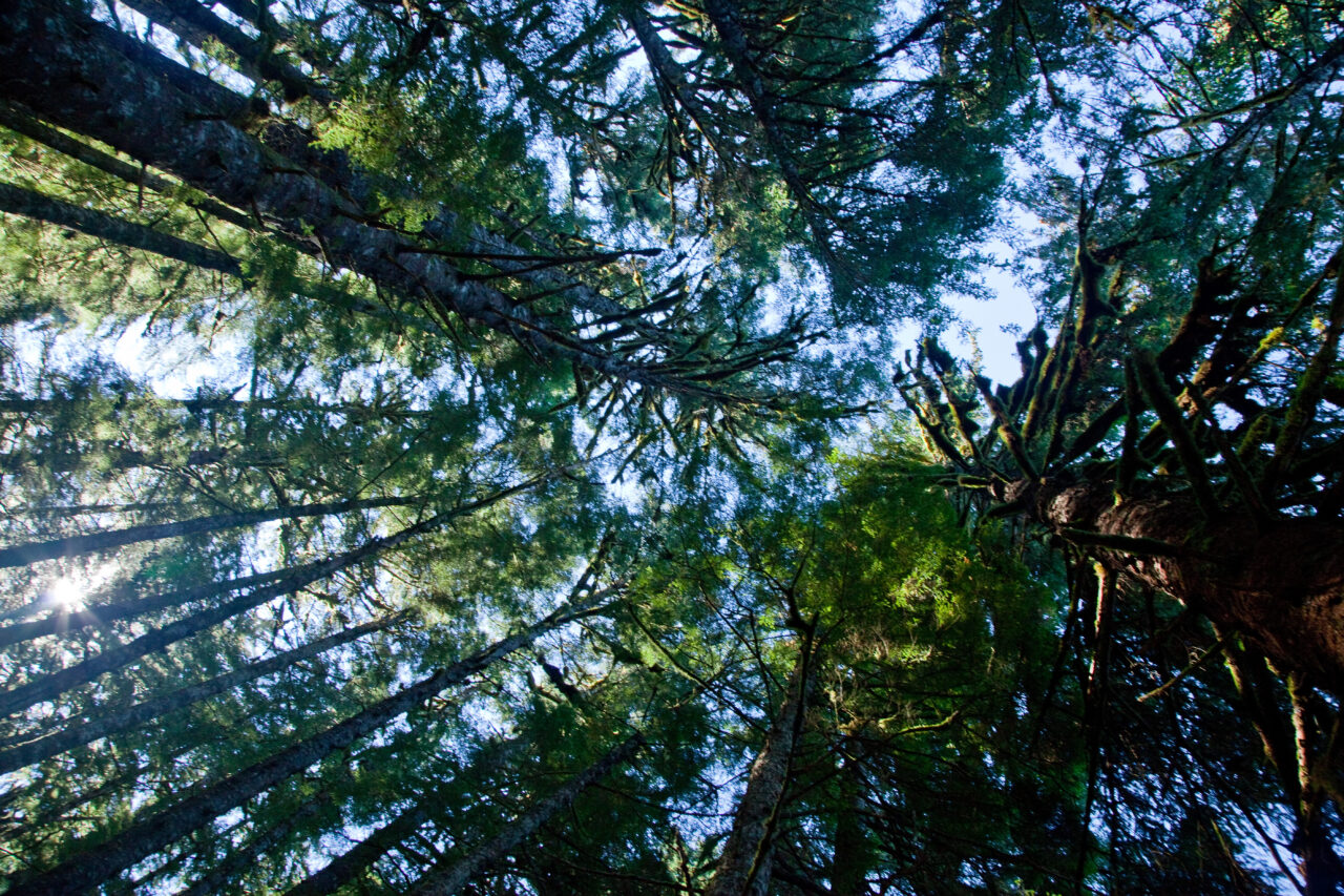 Protecting America’s Roadless National Forests