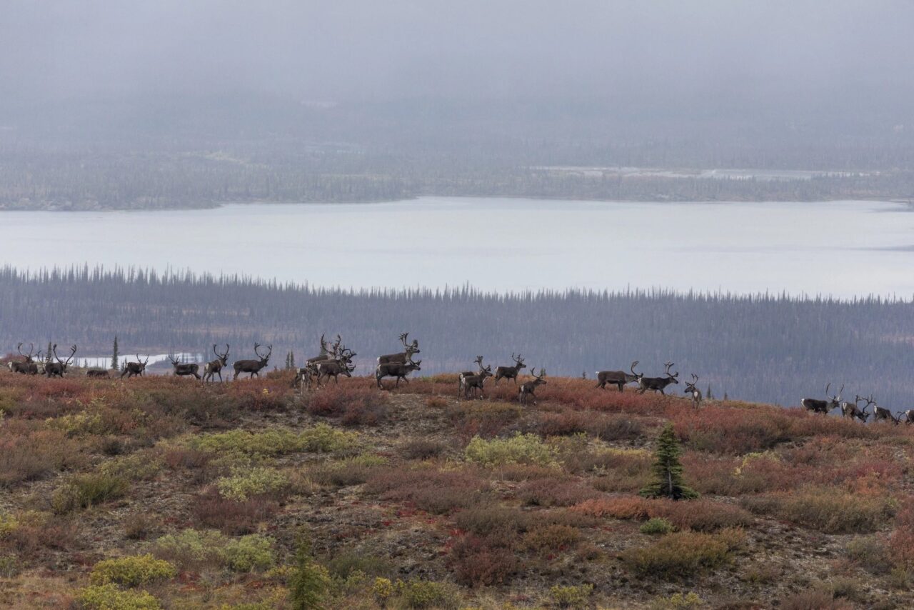 Leaders Urge Oil Giants to Stay Out of Arctic Refuge Lease Sale