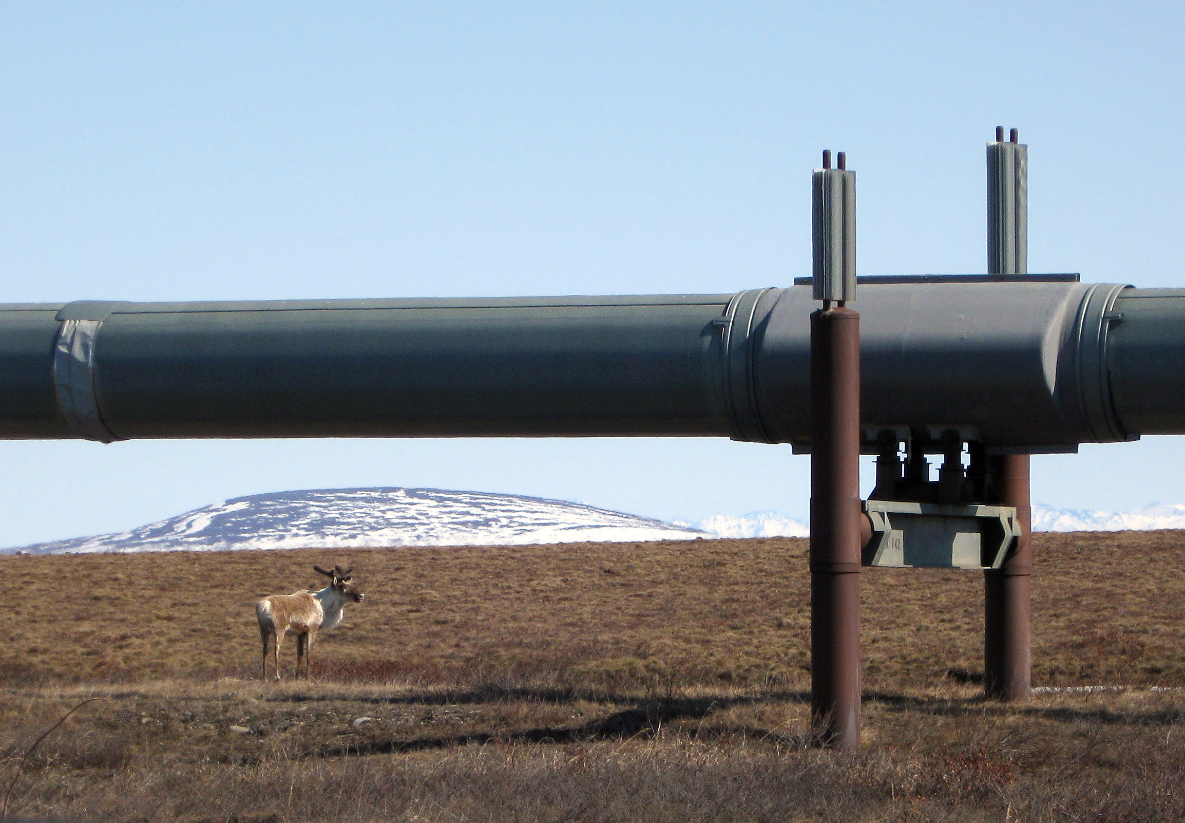 Caribou affected by Arctic Refuge drilling