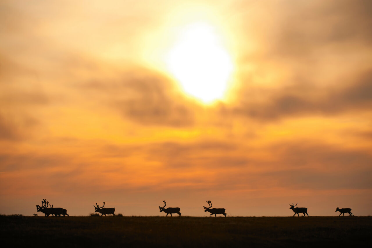 Trump Put the Arctic Refuge Up for Sale: Here’s the Stakes
