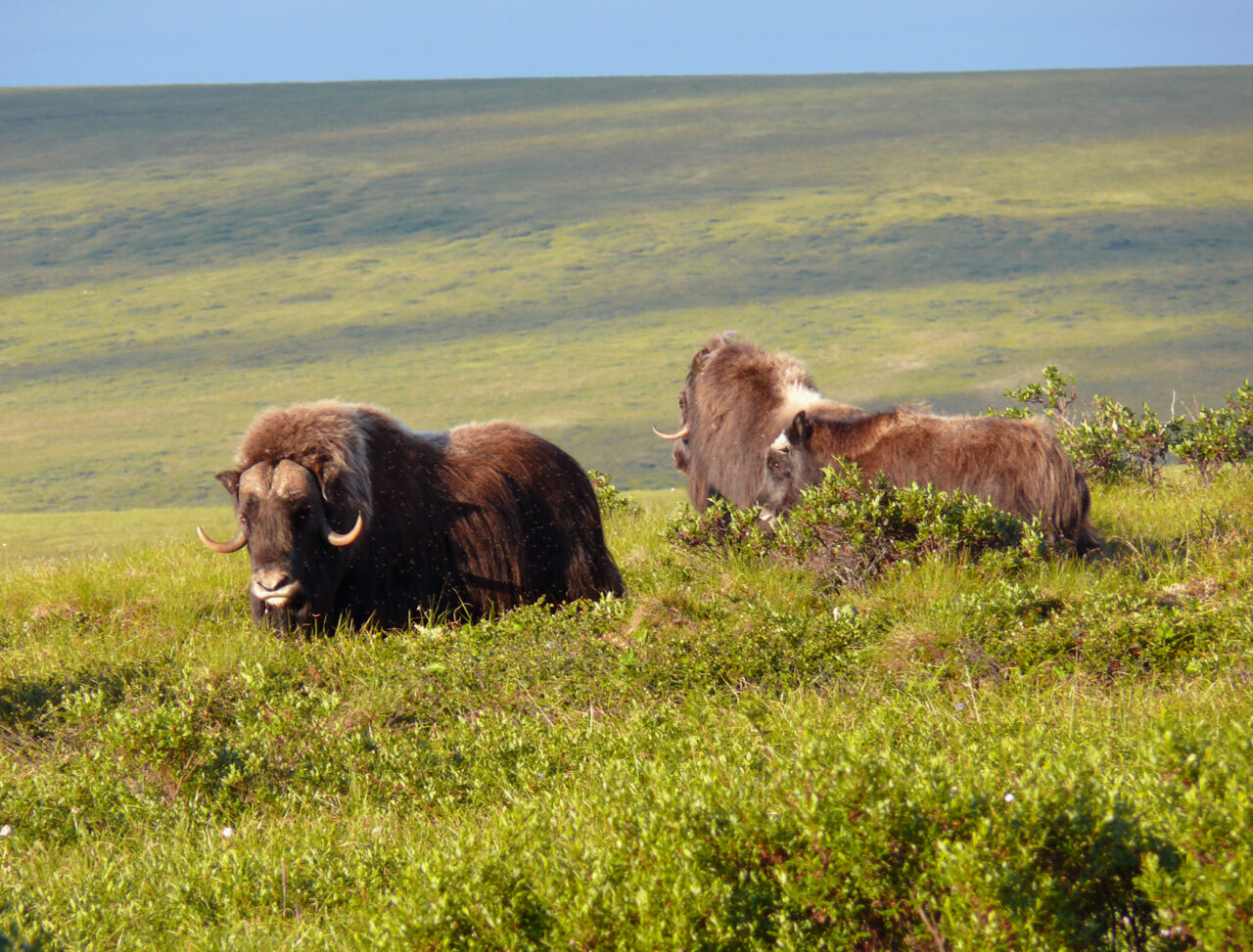 Alaska Wilderness League Condemns Nomination of Steve Pearce to Lead Bureau of Land Management