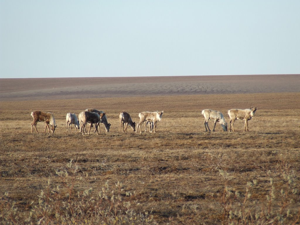 Caribou roaming the coastal plain of the Arctic National Wildlife Refuge