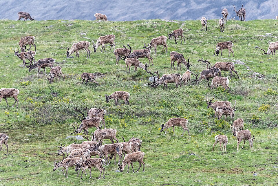 Arctic Refuge Lease Sale Exposes Administration's Reckless Gamble and the Market's Clear Rejection 