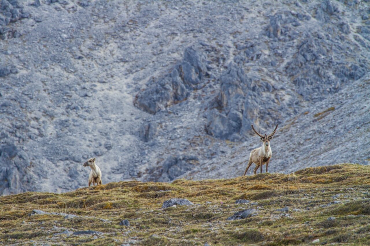 Arctic Refuge Seismic Testing Could Return This Winter