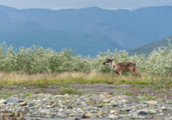 48772340991_e3b61c2115_o Arctic National Wildlife Refuge
Photo Credit: Danielle Brigida/ USFWS