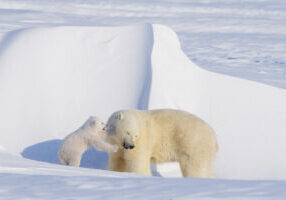 polar bear, Ursus maritimus, sow plays with her spring cub outside their den in late wintertime, along the arctic coast of Alaska