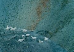 Goats_Arctic Refuge_Photo credit florian schulz