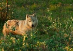 Wolf_ArcticRefuge_FlorianSchulz/ProtectTheArctic