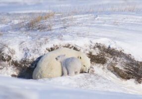 polar bear, Ursus maritimus, sow with spring cub, newly emerged from their den in late wintertime, get acclimated to the outdoors before they head out onto the sea ice to hunt seals, along the arctic coast of Alaska