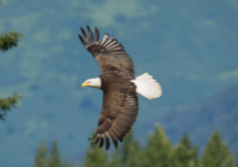 Chugach-page-Ramachandra-Srivatsa-Chugach-National-Forest-eagle-compressed2