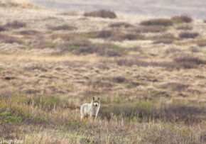 A gray wolf in the National Petroleum Reserve Alaska. Photo credit: Hugh Rose