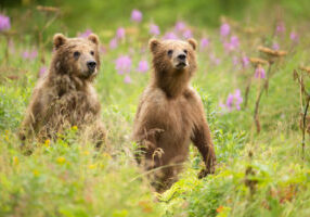 Kaden blog Interior Approps 2020 Denali National Park and Preserve brown bear cubs
